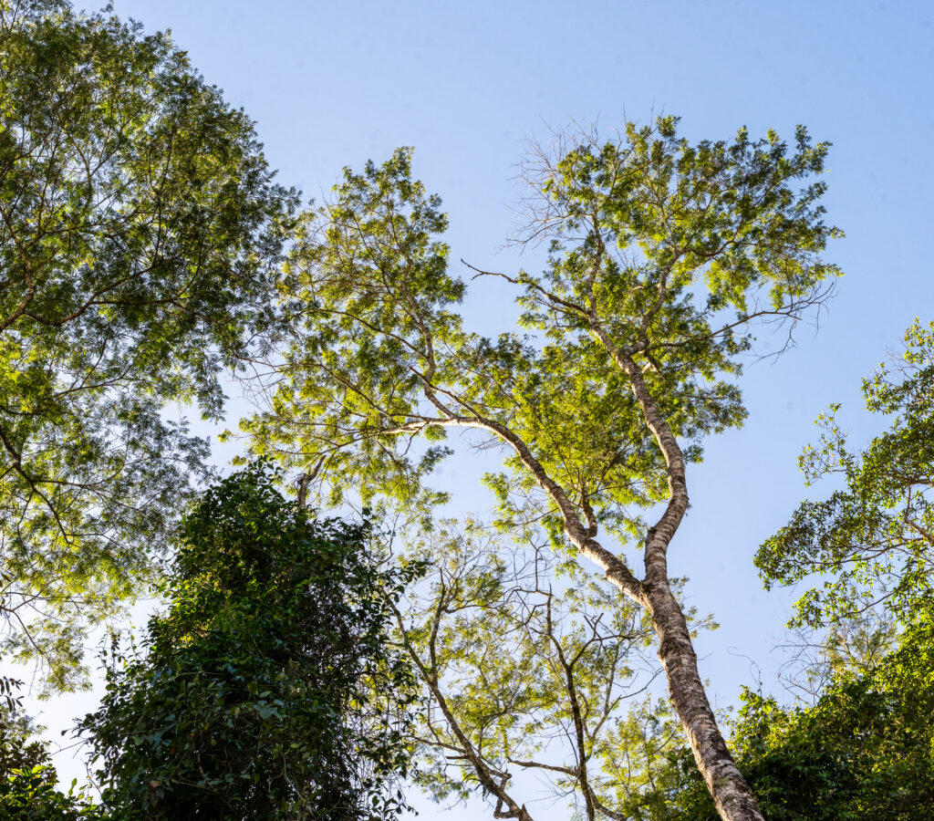 A Força da Natureza Celebrada: Dia da Árvore e a Chegada da Primavera